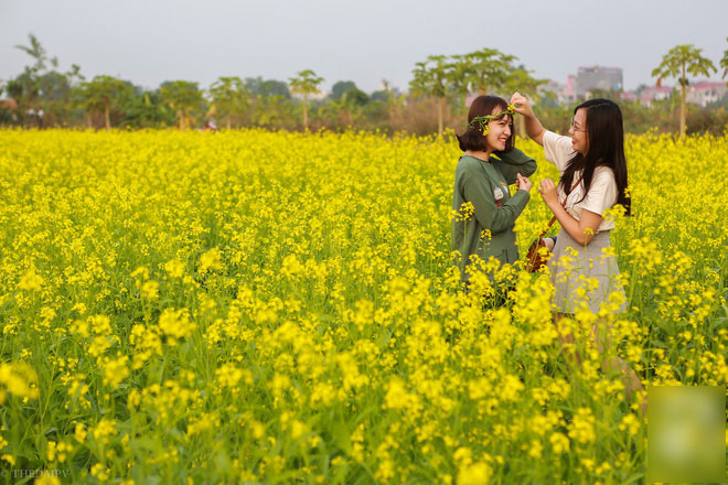 Cúc họa mi vừa tàn, Hà Nội đã kịp vào vụ hoa cải vàng đẹp mê mẩn Cúc họa mi vừa tàn, Hà Nội đã kịp vào vụ hoa cải vàng đẹp mê mẩn