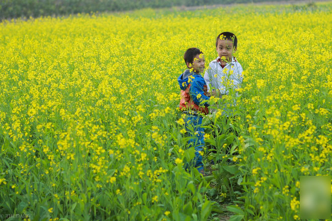 Cúc họa mi vừa tàn, Hà Nội đã kịp vào vụ hoa cải vàng đẹp mê mẩn