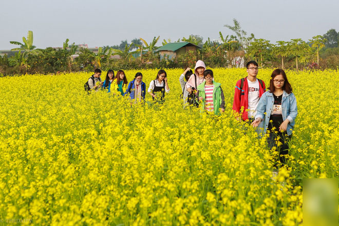 Cúc họa mi vừa tàn, Hà Nội đã kịp vào vụ hoa cải vàng đẹp mê mẩn Cúc họa mi vừa tàn, Hà Nội đã kịp vào vụ hoa cải vàng đẹp mê mẩn