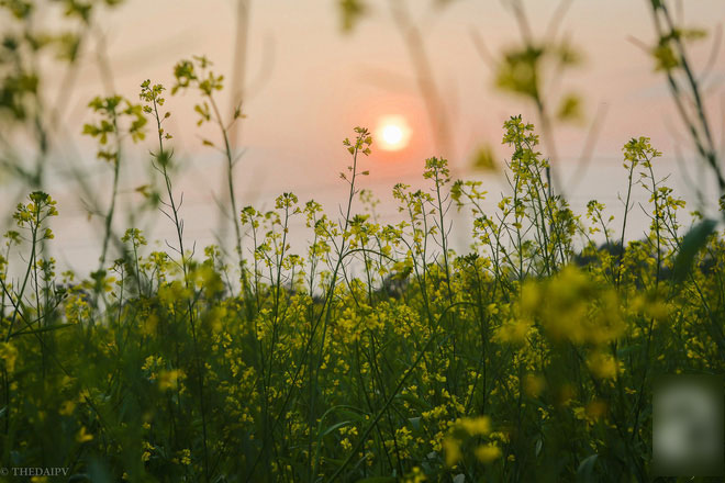 Cúc họa mi vừa tàn, Hà Nội đã kịp vào vụ hoa cải vàng đẹp mê mẩn