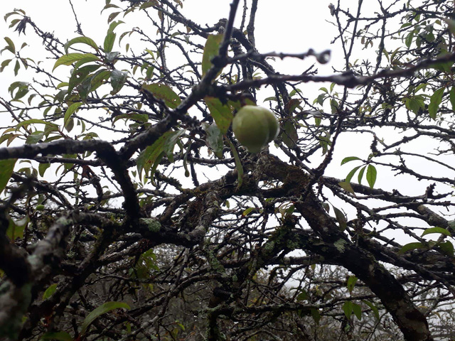 Mận trái mùa giá chát, chị em công sở vẫn tranh nhau mua