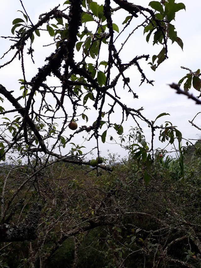 Mận trái mùa giá chát, chị em công sở vẫn tranh nhau mua