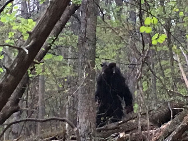 5 sinh vật huyền bí và những truyền thuyết đáng sợ được cho là có thật