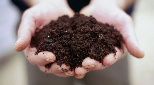 Lạ đời cách trồng cà chua thái miếng chỉ mất vài phút, sau được cả vườn cà chua sai trĩu Lạ đời cách trồng cà chua thái miếng chỉ mất vài phút, sau được cả vườn cà chua sai trĩu