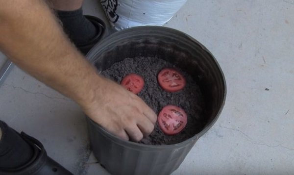 Lạ đời cách trồng cà chua thái miếng chỉ mất vài phút, sau được cả vườn cà chua sai trĩu