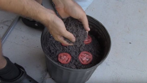 Lạ đời cách trồng cà chua thái miếng chỉ mất vài phút, sau được cả vườn cà chua sai trĩu