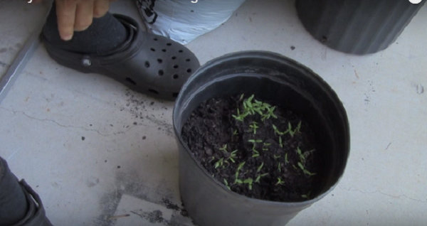 Lạ đời cách trồng cà chua thái miếng chỉ mất vài phút, sau được cả vườn cà chua sai trĩu