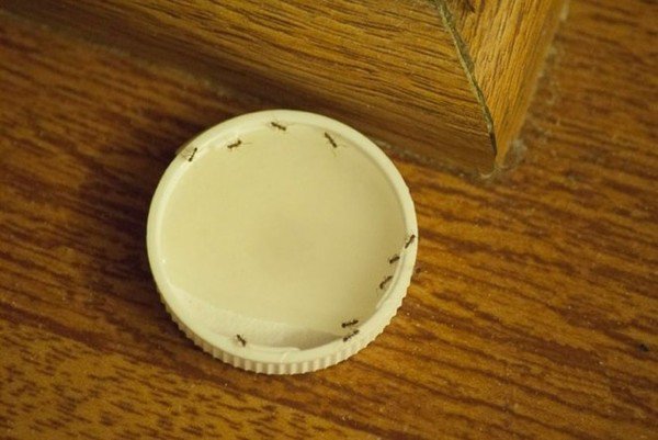 Mẹo đuổi kiến cực sạch chỉ với cục bông, muối, đường, trẻ con cũng làm được