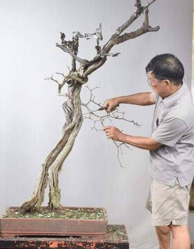 Cận cảnh: Lão nông Sài Gòn phù phép gốc củi thành cây cảnh nửa tỷ