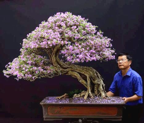 Cận cảnh: Lão nông Sài Gòn phù phép gốc củi thành cây cảnh nửa tỷ