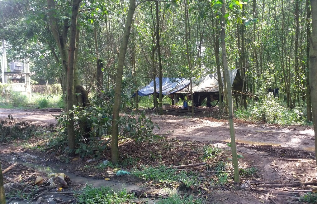 Nhậu trong rừng tràm, em vợ đâm chết anh rể