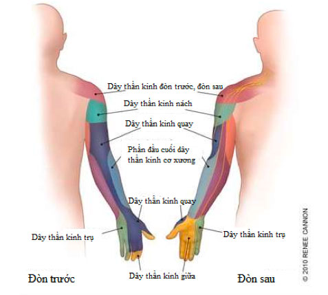Vì sao ngủ dậy hay bị tê buốt tay? Vì sao ngủ dậy hay bị tê buốt tay?