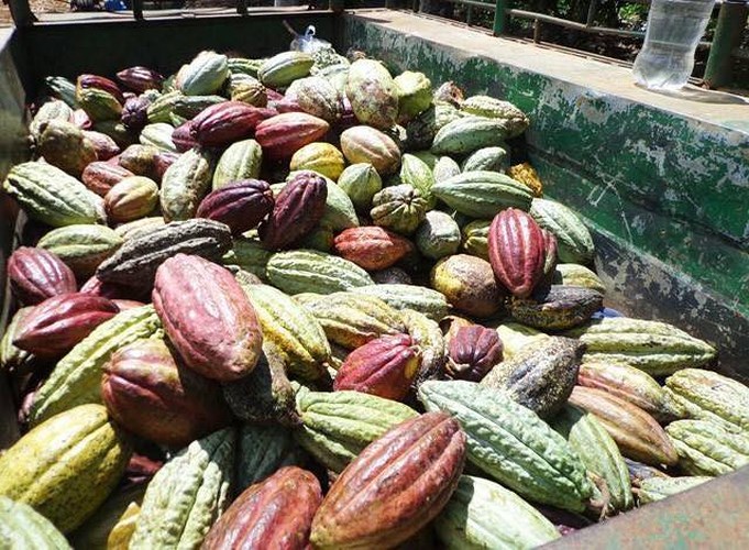 Ca cao tươi đang khiến người Hà thành lên cơn sốt