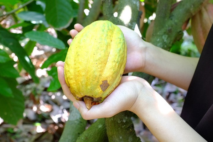 Ca cao tươi đang khiến người Hà thành lên cơn sốt