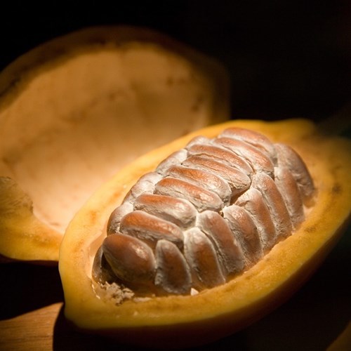 Ca cao tươi đang khiến người Hà thành lên cơn sốt