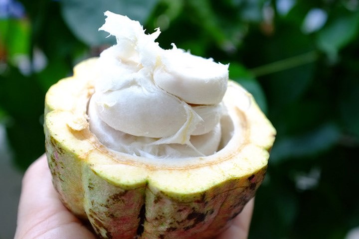 Ca cao tươi đang khiến người Hà thành lên cơn sốt