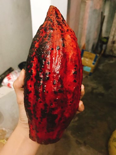 Ca cao tươi đang khiến người Hà thành lên cơn sốt