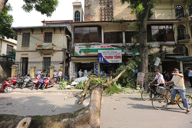 Hiện trường vụ cổ thụ đè xe Mercedes ở trung tâm Hà Nội