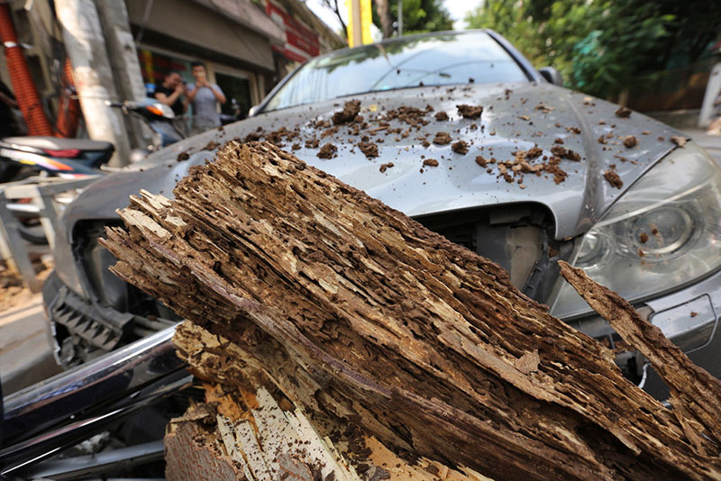 Hiện trường vụ cổ thụ đè xe Mercedes ở trung tâm Hà Nội