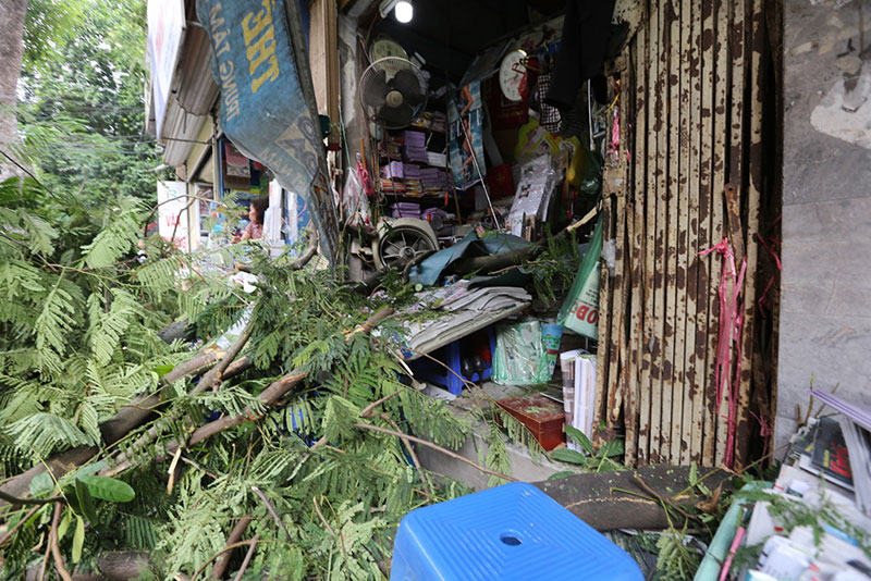 Hiện trường vụ cổ thụ đè xe Mercedes ở trung tâm Hà Nội