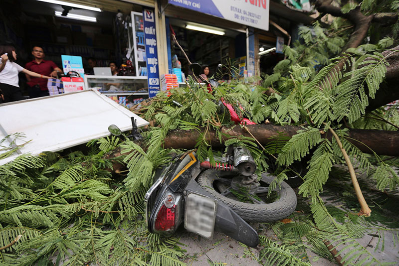 Hiện trường vụ cổ thụ đè xe Mercedes ở trung tâm Hà Nội
