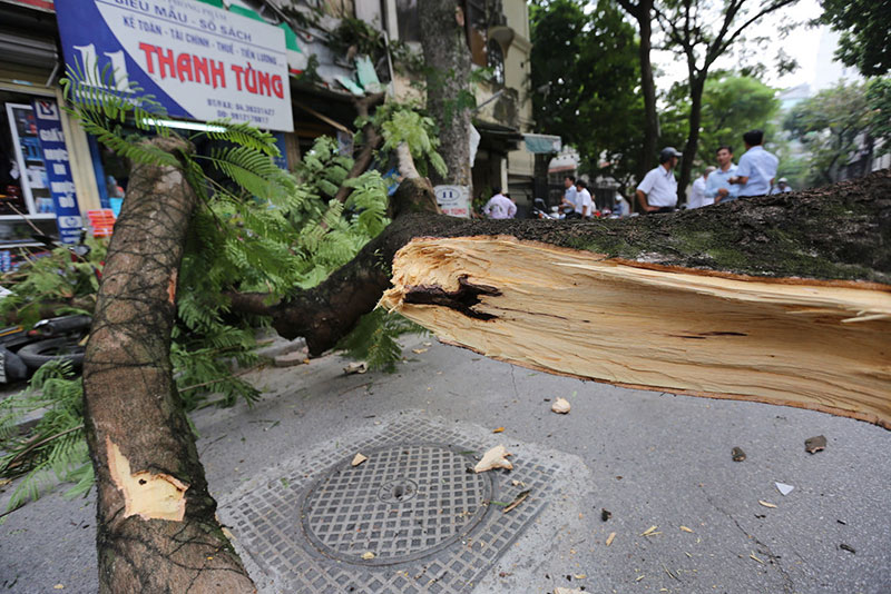 Hiện trường vụ cổ thụ đè xe Mercedes ở trung tâm Hà Nội