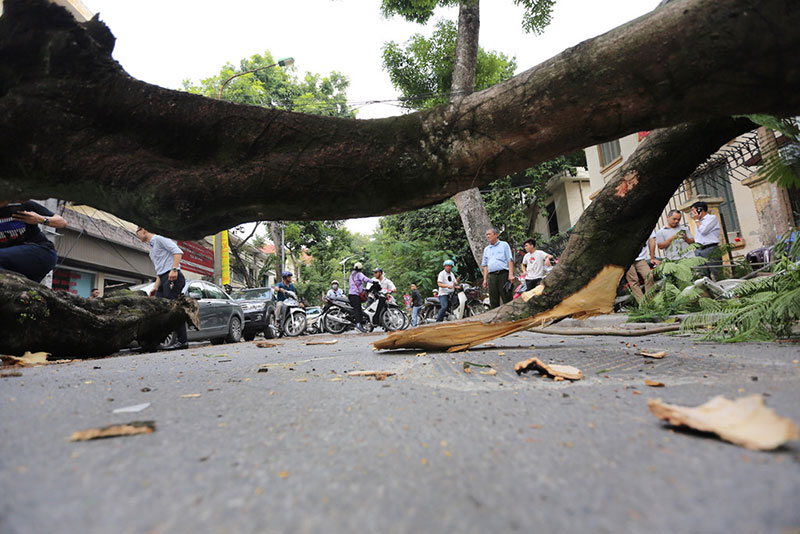 Hiện trường vụ cổ thụ đè xe Mercedes ở trung tâm Hà Nội