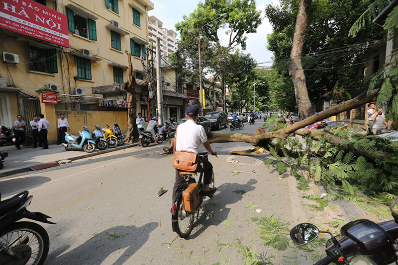 Hiện trường vụ cổ thụ đè xe Mercedes ở trung tâm Hà Nội