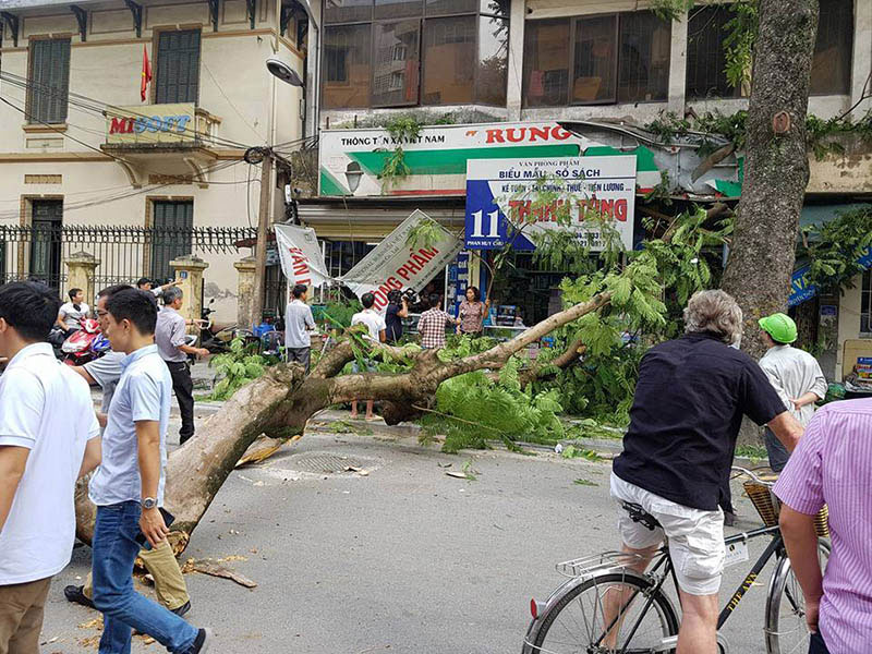 Cổ thụ đè nát xế hộp, loạt xe máy trên phố Hà Nội