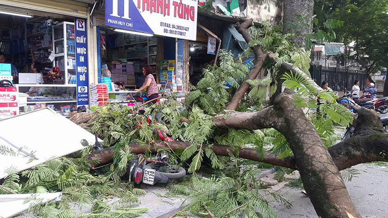 Cổ thụ đè nát xế hộp, loạt xe máy trên phố Hà Nội Cổ thụ đè nát xế hộp, loạt xe máy trên phố Hà Nội