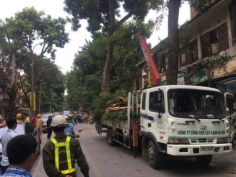 Cổ thụ đè nát xế hộp, loạt xe máy trên phố Hà Nội