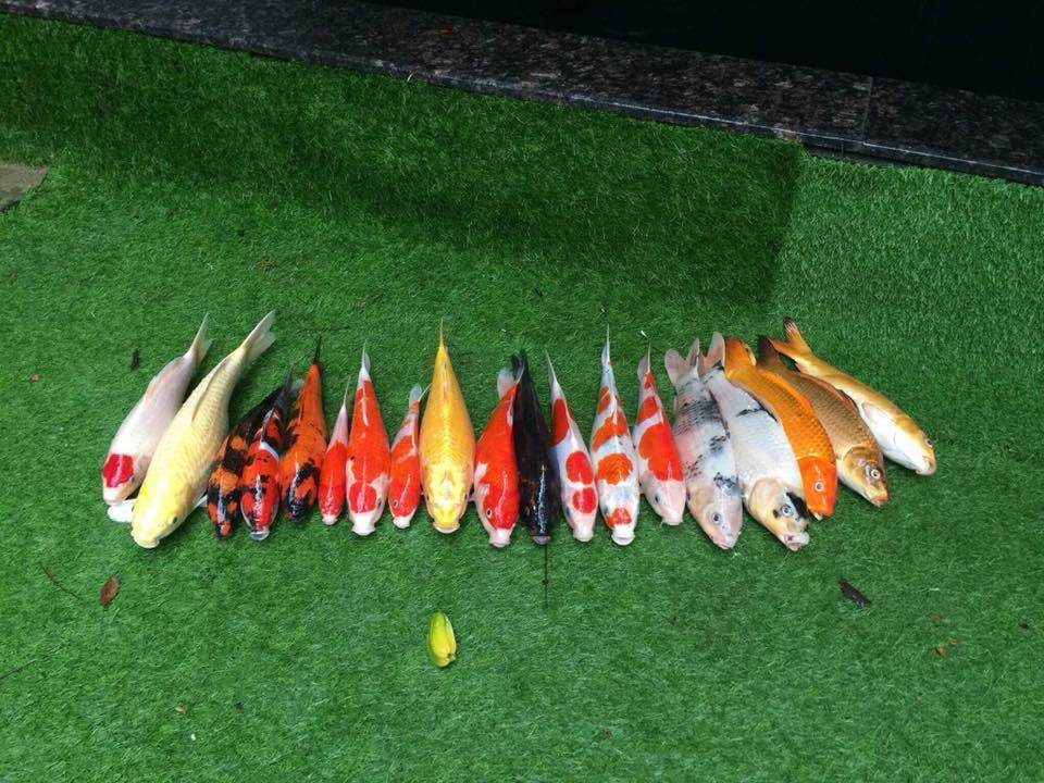 Chàng trai đem cá Koi đắt tiền đi kho tương khiến cộng đồng mạng ngơ ngác