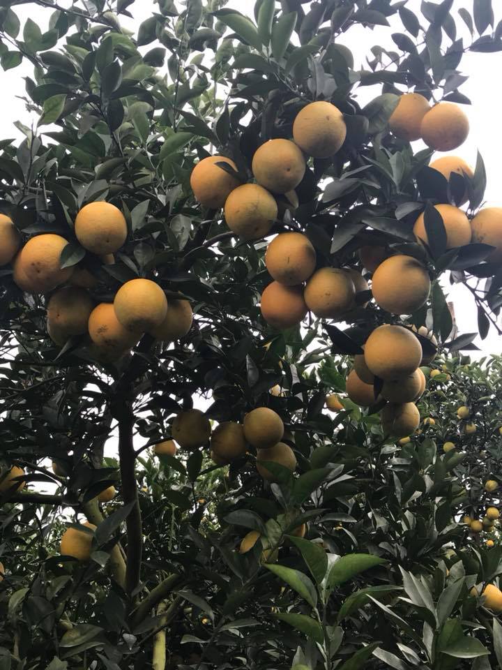 Siêu độc: Một cây cam Vinh vỡ kế hoạch có 1.000 quả, trả 20 triệu