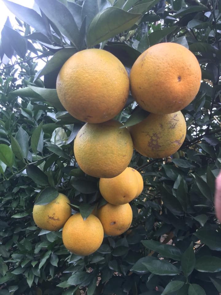 Siêu độc: Một cây cam Vinh vỡ kế hoạch có 1.000 quả, trả 20 triệu