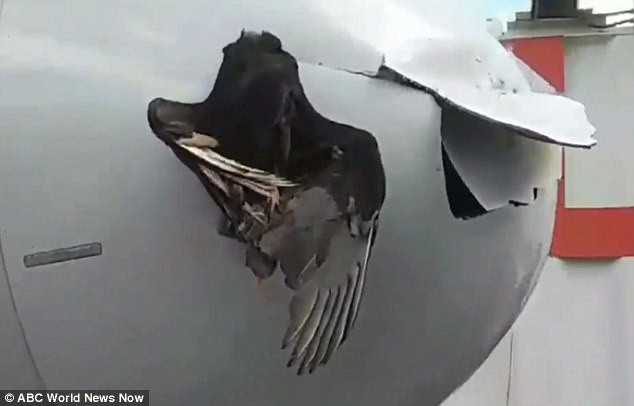 Chim khổng lồ mắc kẹt vào đầu máy bay sau va chạm trên không