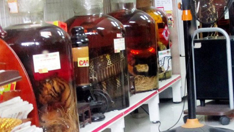 Hổ ngâm nguyên con trong hầm rượu nhà đại gia