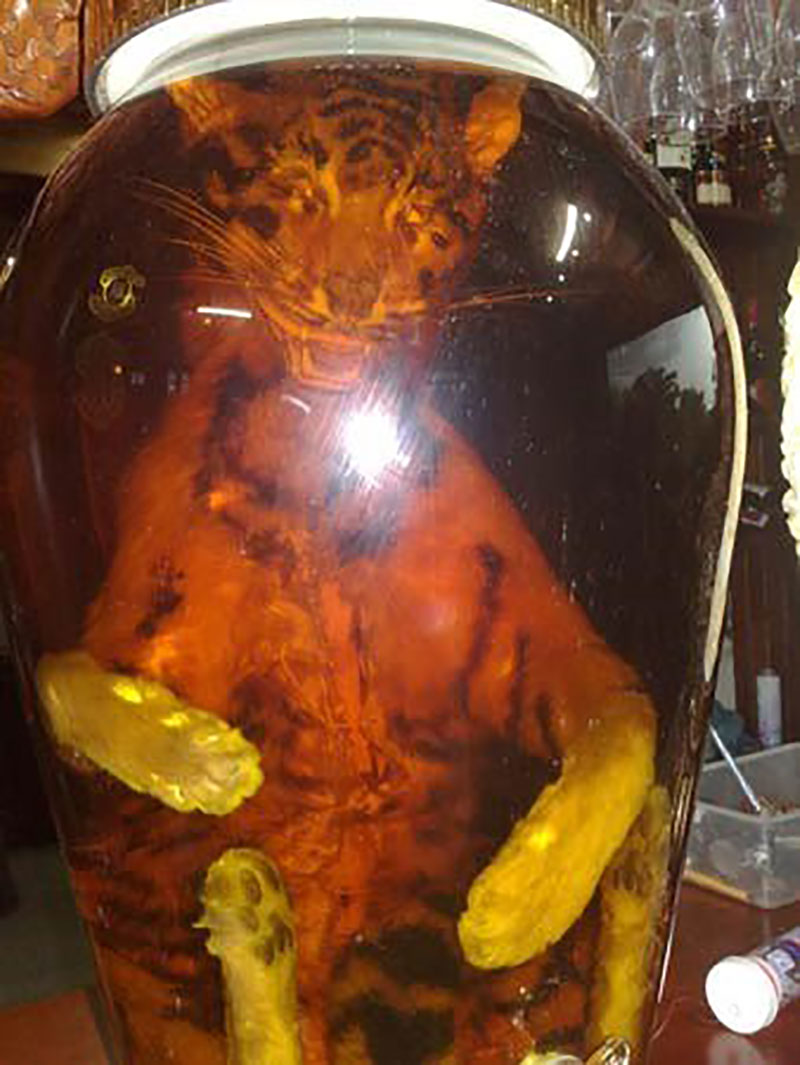 Hổ ngâm nguyên con trong hầm rượu nhà đại gia