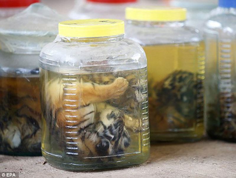 Hổ ngâm nguyên con trong hầm rượu nhà đại gia