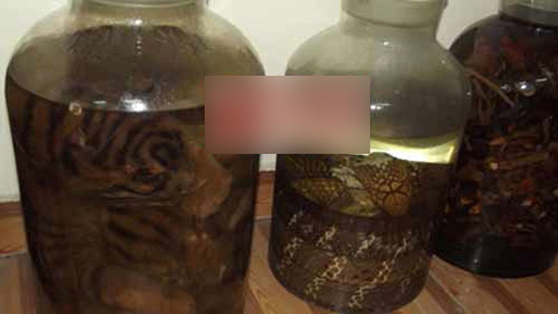 Hổ ngâm nguyên con trong hầm rượu nhà đại gia