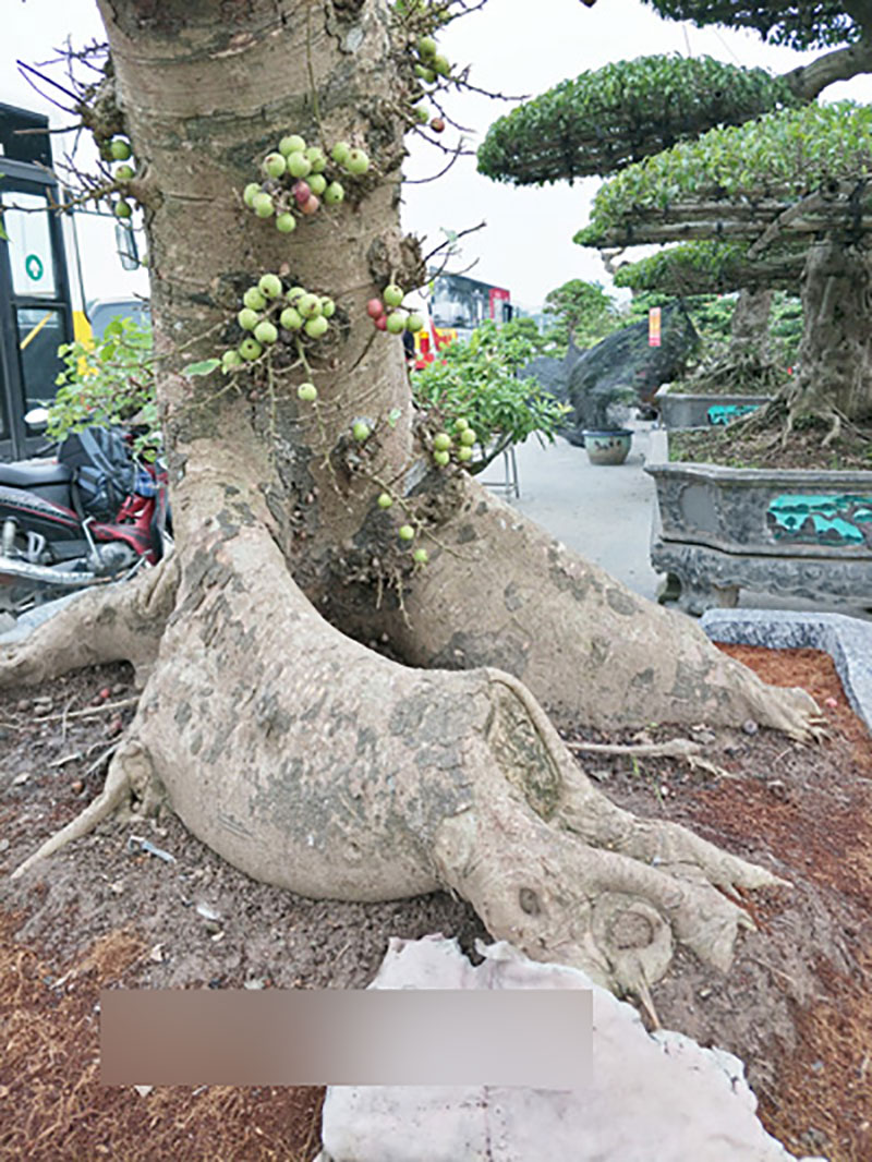 Sung kiểng cổ thụ dáng cực dị, quả từng chùm, giá trăm triệu đẹp cỡ nào?