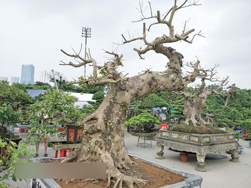 Sung kiểng cổ thụ dáng cực dị, quả từng chùm, giá trăm triệu đẹp cỡ nào?