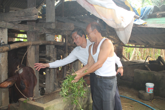 Vì sao 30 con bò giống hỗ trợ lại được bán cho hộ nghèo?