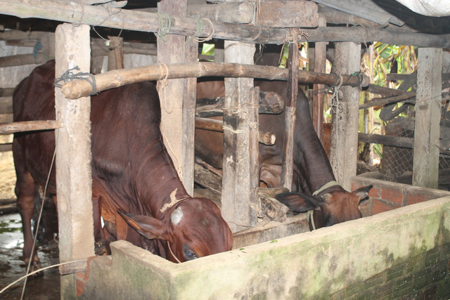 Vì sao 30 con bò giống hỗ trợ lại được bán cho hộ nghèo?