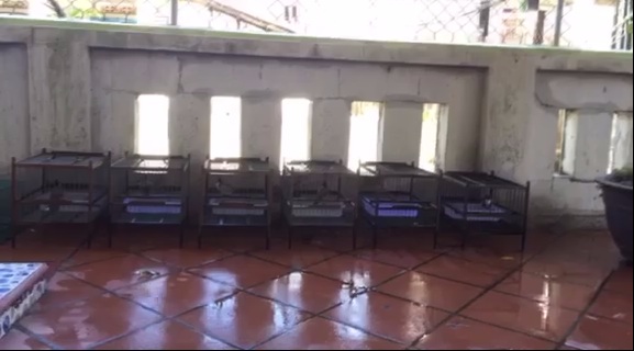 Cười ra nước mắt nghe chuyện anh chồng mê chim hơn tiền và vợ, phòng ngủ lồng chim che lấp cả ảnh cưới