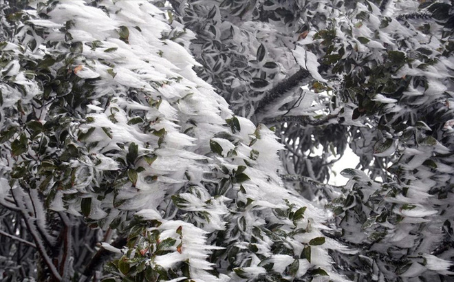 Mùa đông năm nay có dị thường như mùa đông năm ngoái?