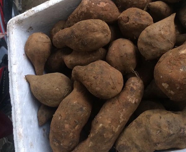 Bất ngờ củ sâm 2kg rẻ như khoai: Nấu canh xương cả nhà tẩm bổ