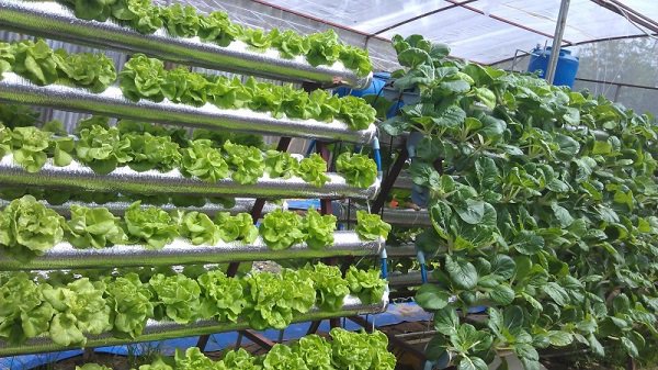 1001 cách tận dụng ống nhựa không ngờ để làm vườn, vừa nhàn vừa tiết kiệm