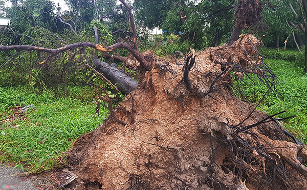 Trụ điện, cây xanh gãy đổ hàng loạt sau trận lốc xoáy ập vào Sài Gòn