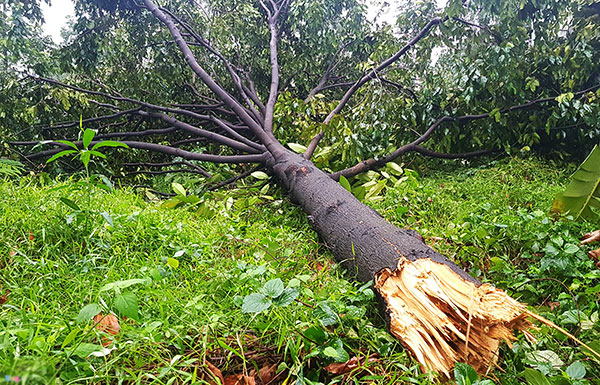 Trụ điện, cây xanh gãy đổ hàng loạt sau trận lốc xoáy ập vào Sài Gòn