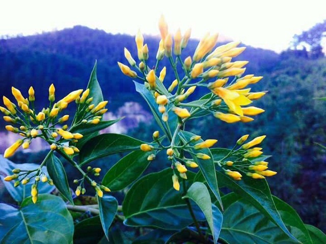 Ngày Nhà giáo Việt Nam, thầy giáo được học sinh tặng hoa lá ngón